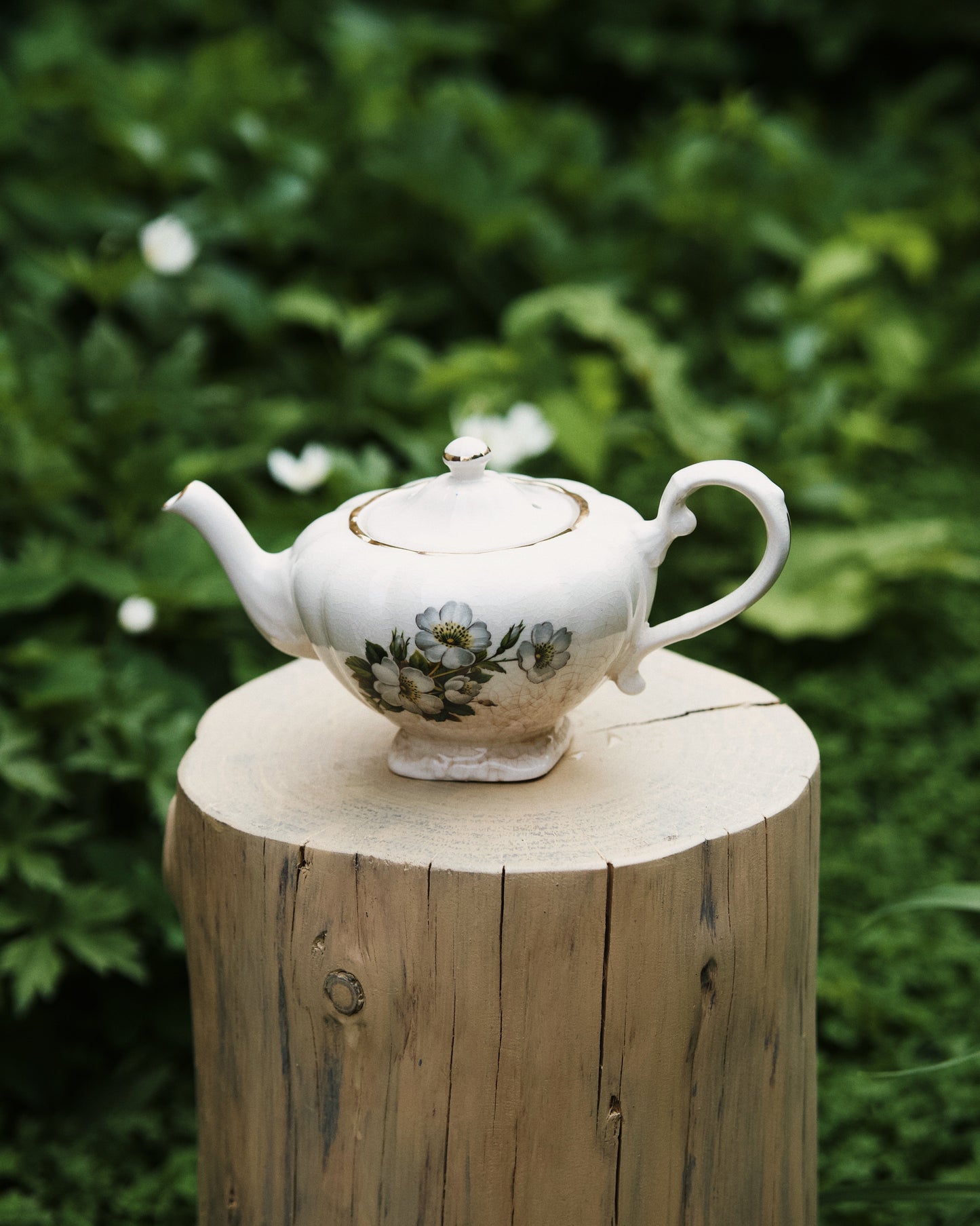 Occamy in Vintage Teapot