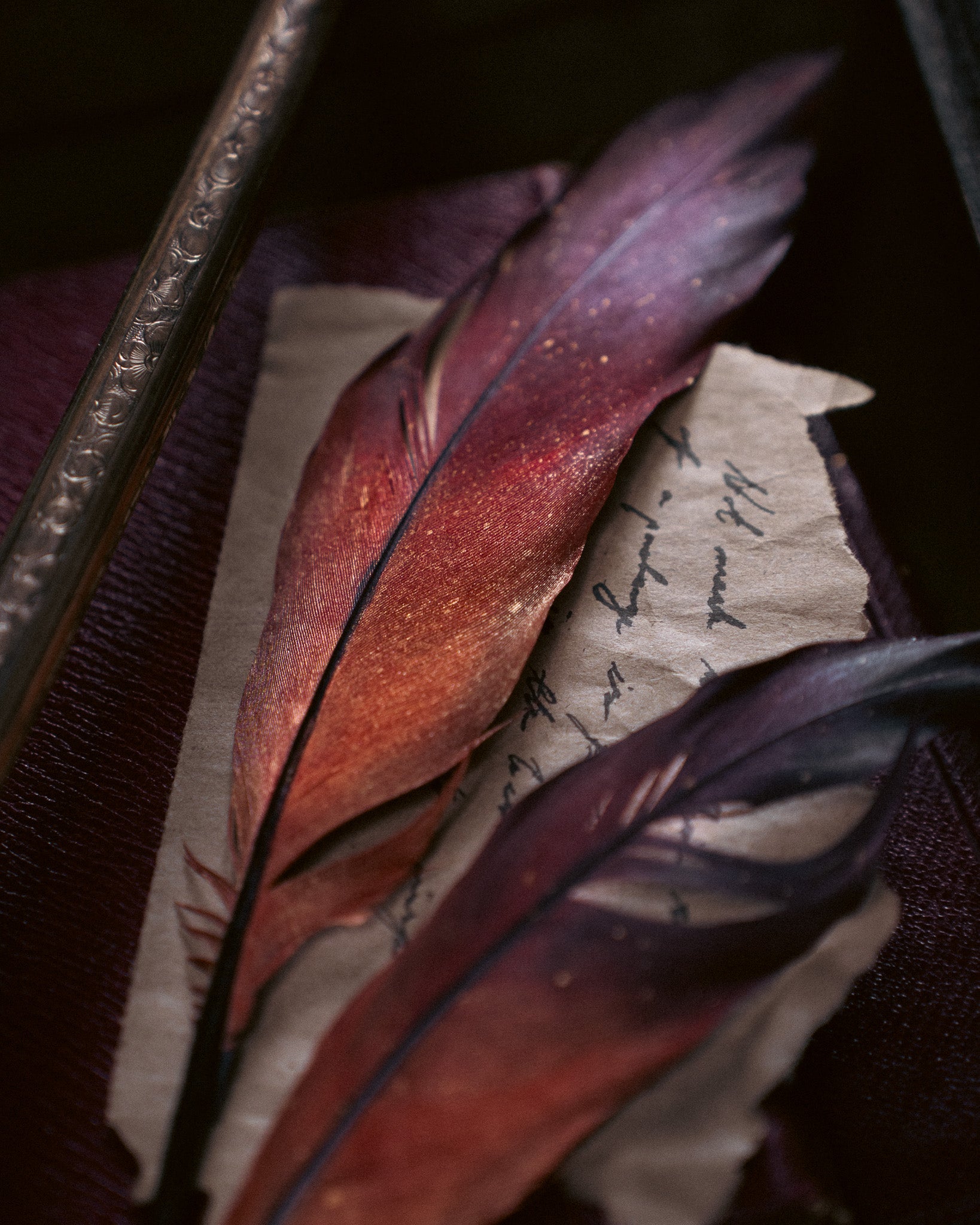 Specimen: Phoenix Feather
