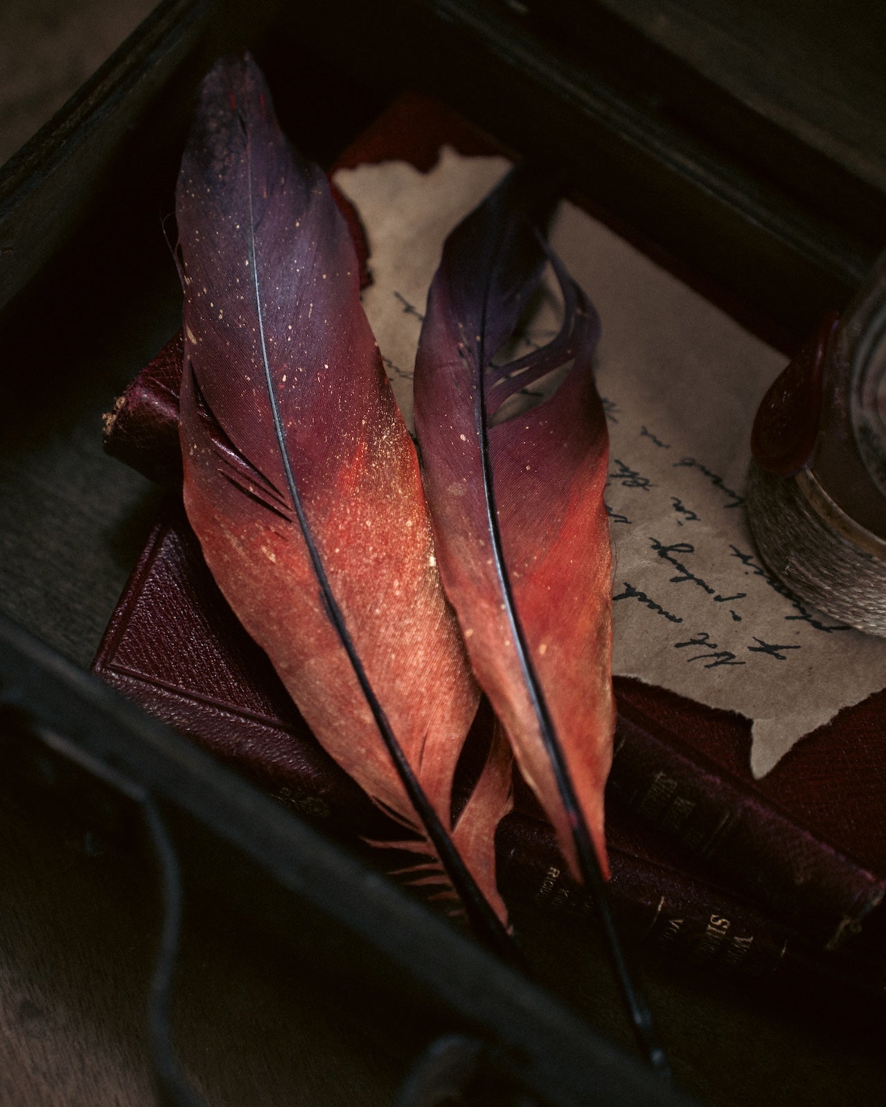 Specimen: Phoenix Feather