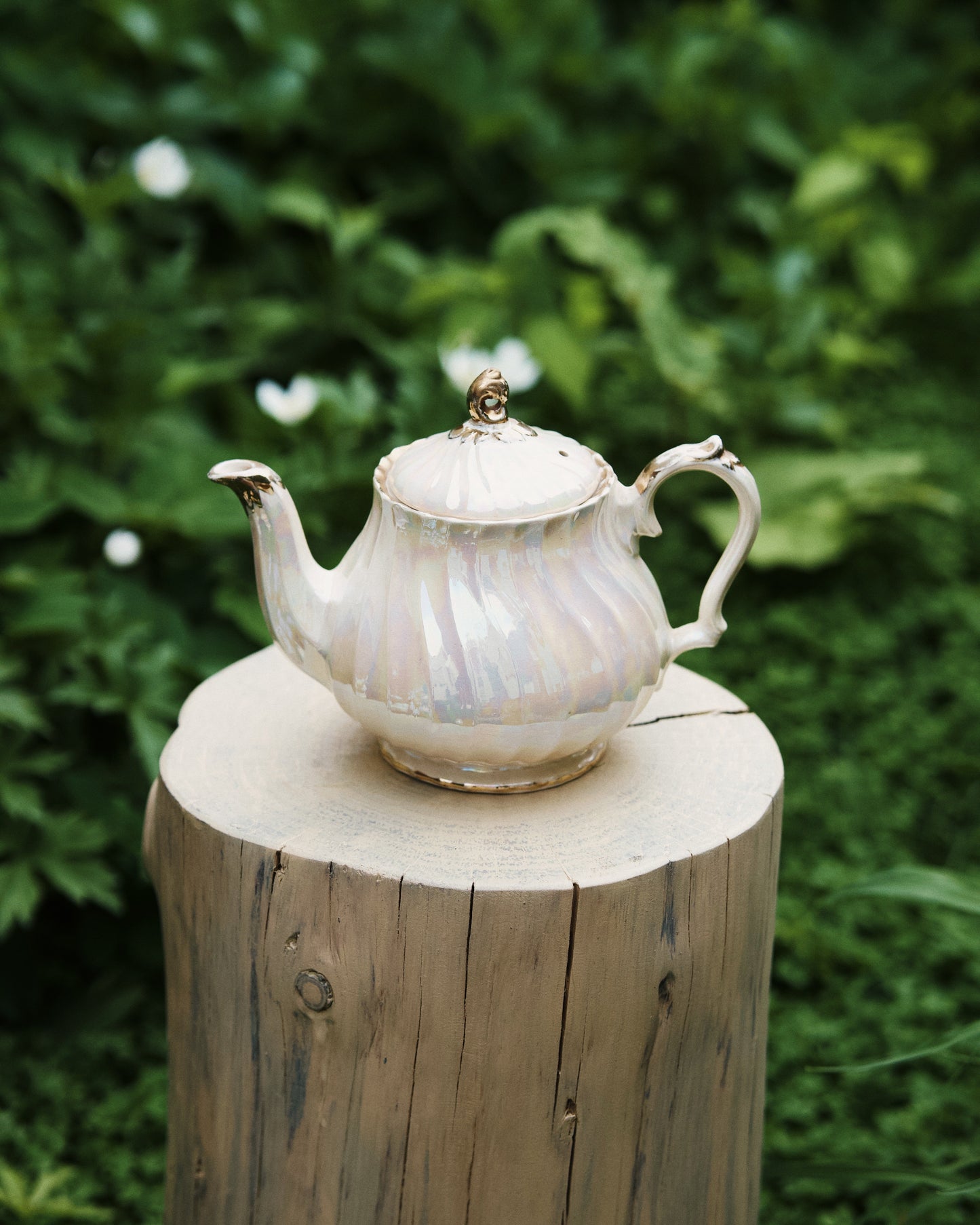 Occamy in Vintage Teapot