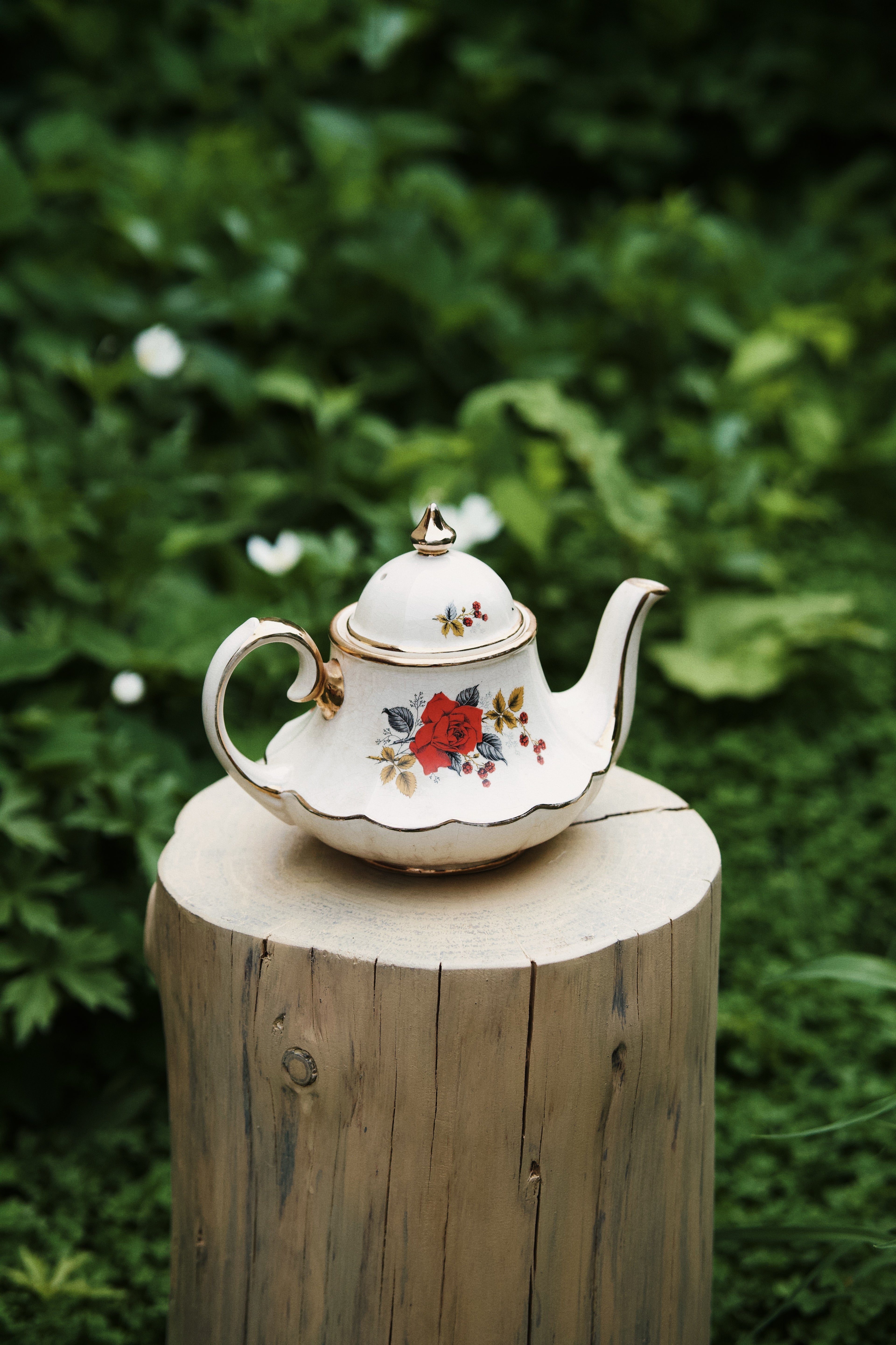 Occamy in Vintage Teapot