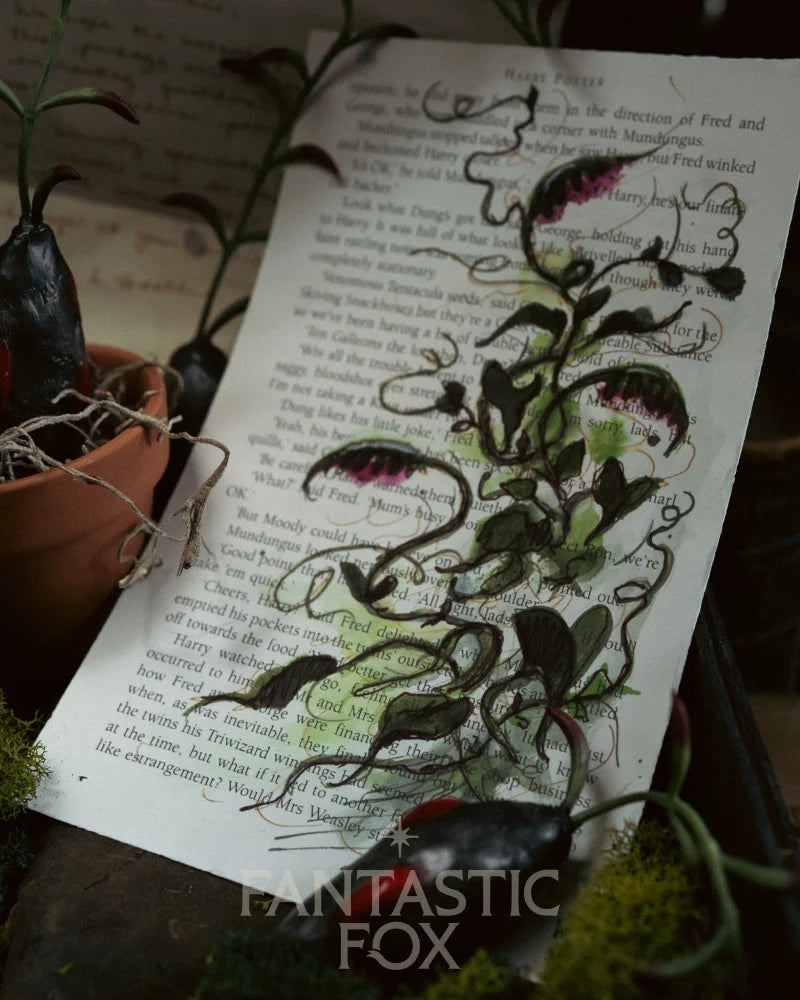 Specimens & Studies Collection VOL.1