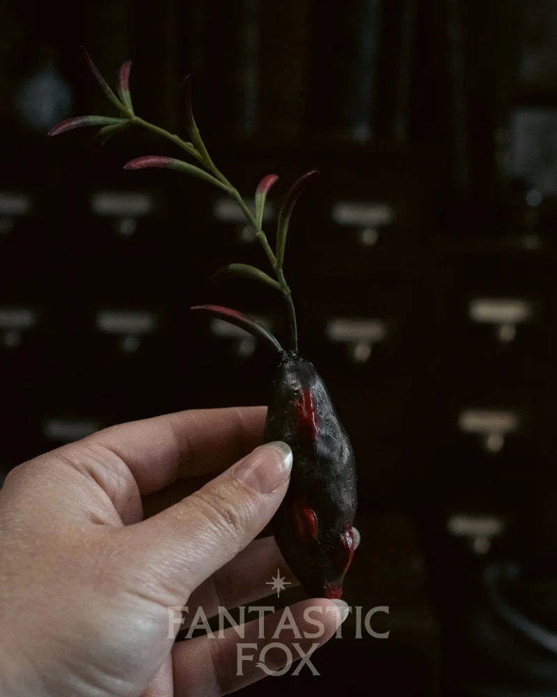 Specimens & Studies Collection VOL.1
