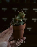 Specimens & Studies Collection VOL.1