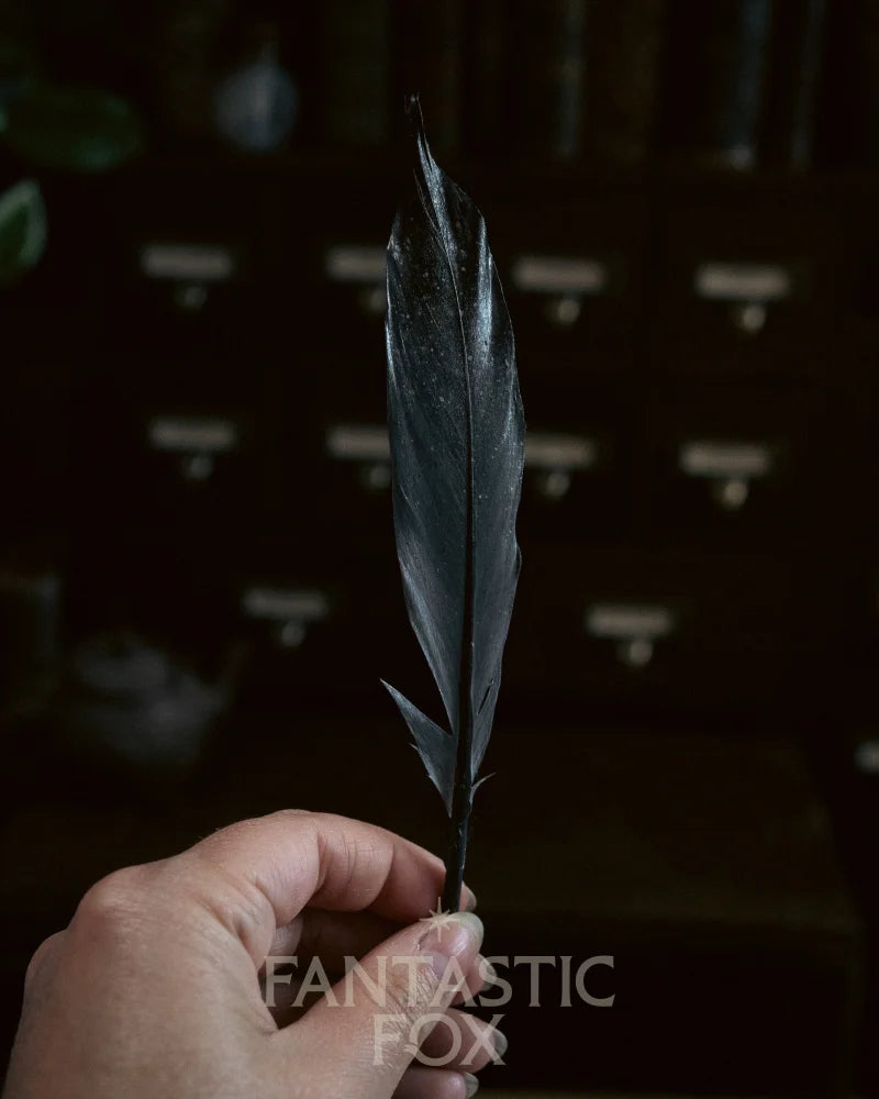 Specimens & Studies Collection VOL.1