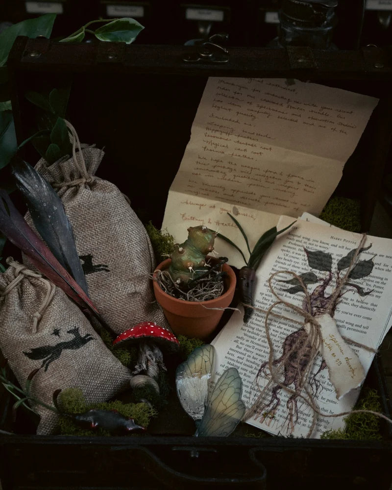 Specimens & Studies Collection VOL.1