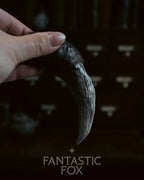 Specimens & Studies Collection VOL.1
