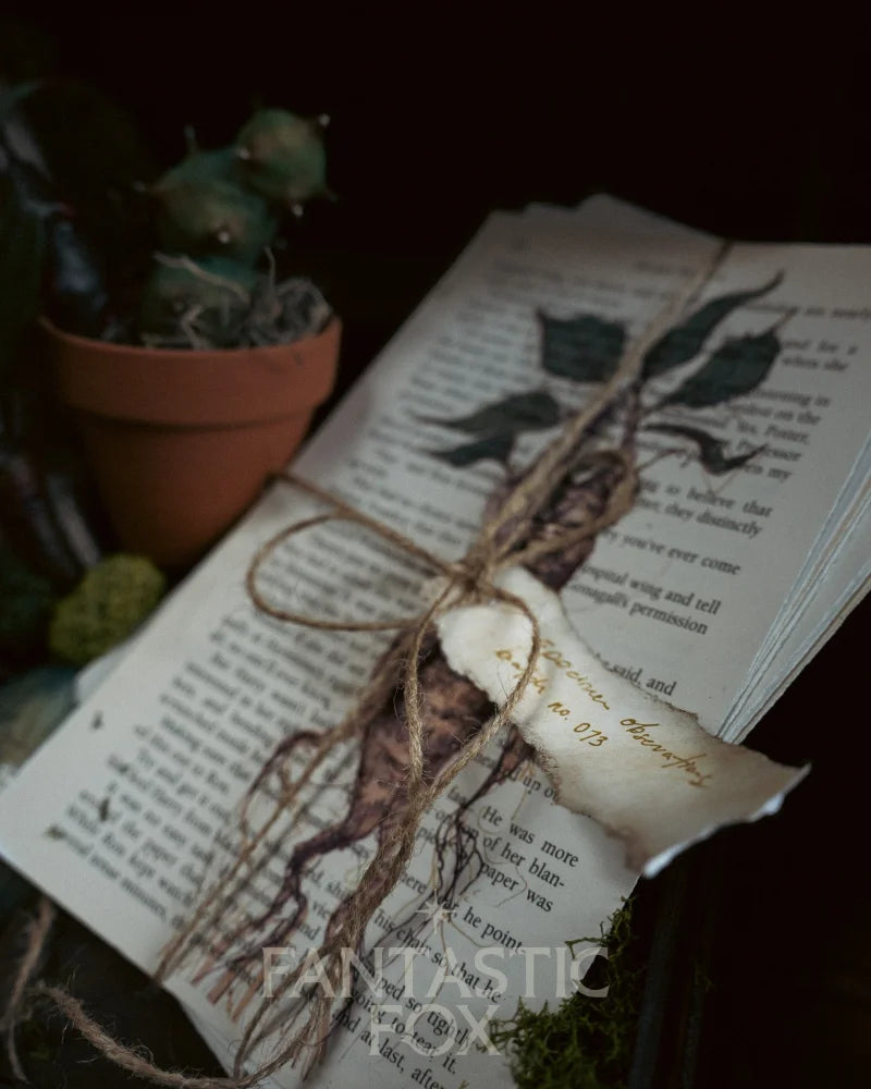 Specimens & Studies Collection VOL.1