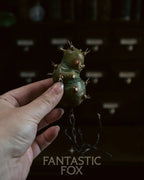 Specimens & Studies Collection VOL.1